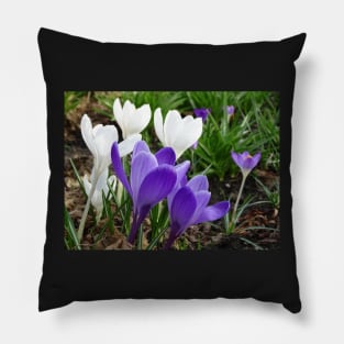 Spring Crocus - white and purple Pillow