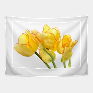 Tulipa  &#39;Aquilla&#39;  Double Late Group  Multi-headed tulip Tapestry