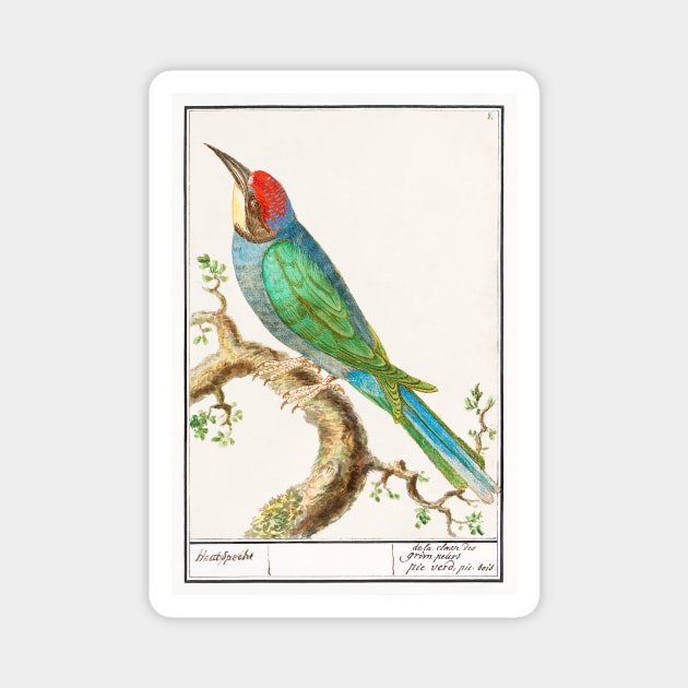 European bee-eater (1596 - 1610) Magnet by WAITE-SMITH VINTAGE ART