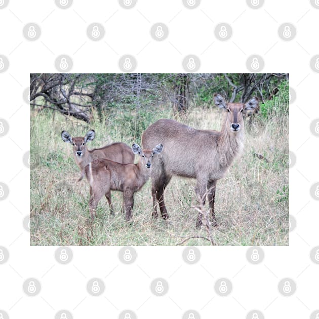 Waterbuck family by Ludwig Wagner