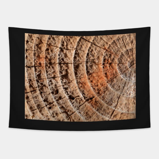 End Grain Tapestry by aeolia