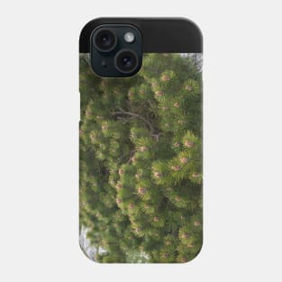 Mountain pine Phone Case