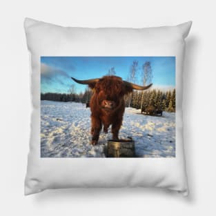 Scottish Highland Cattle Bull 1912 Pillow