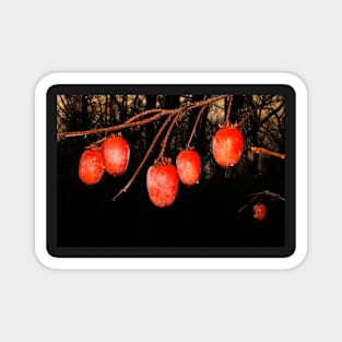 Persimmons at Sunrise Magnet