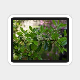 Green and White Blooms on a Branch Magnet