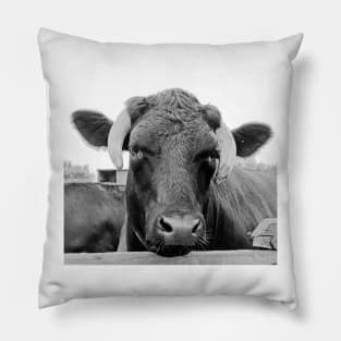 Feeling a tad bullish Pillow