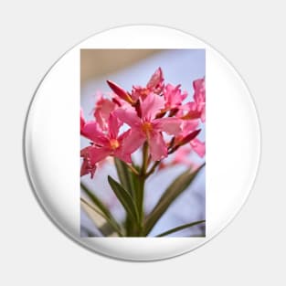 Pink lillies closeup Pin