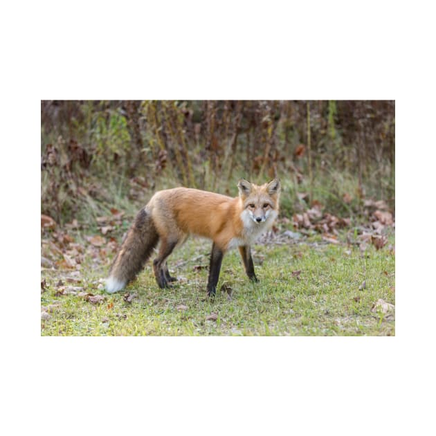 A lone Red Fox by josefpittner