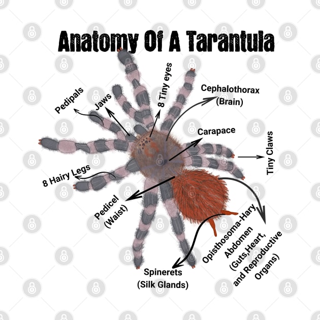 Anatomy of a Tarantula by DaysMoon