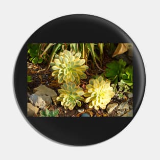 Succulent Blooms Pin