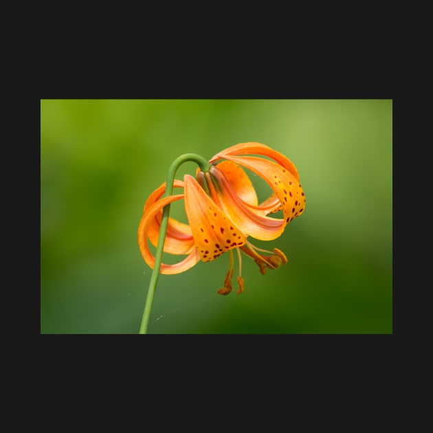 Tiger Lily by EugeJ