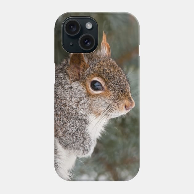 Grey Squirrel Phone Case by jaydee1400