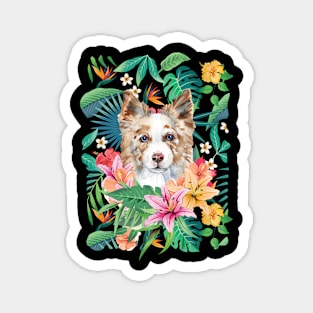 Tropical Red Merle Border Collie 4 Magnet