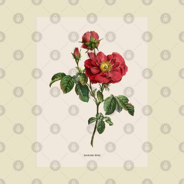 Damask Rose Antique Botanical Illustration by Antiquated Art