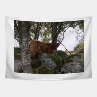 Scottish Highland Cattle Calf 1542 Tapestry