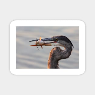 A fresh catch - Great Blue Heron Magnet