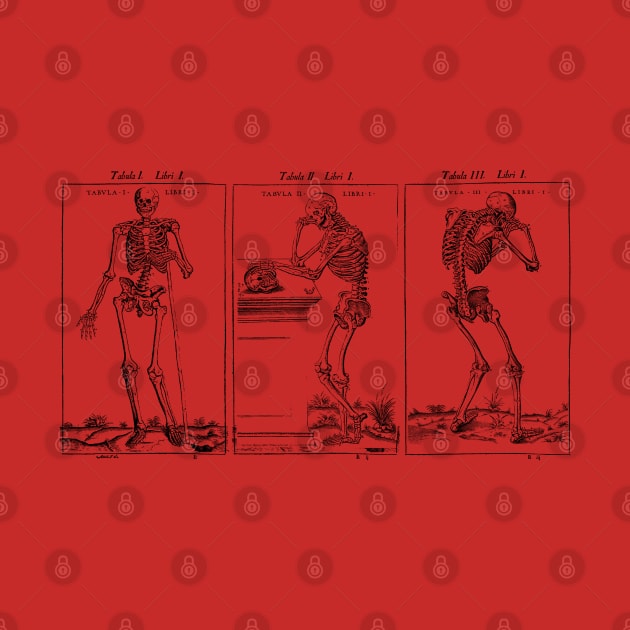 Vesalius Three Skeletons by cavalaxis