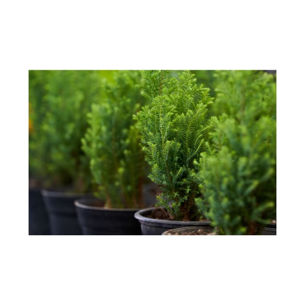 Potted ornamental pine trees by naturalis