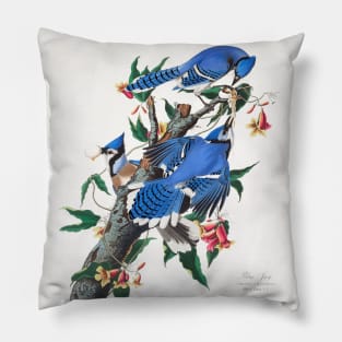 Blue Jay from Birds of America (1827) Pillow