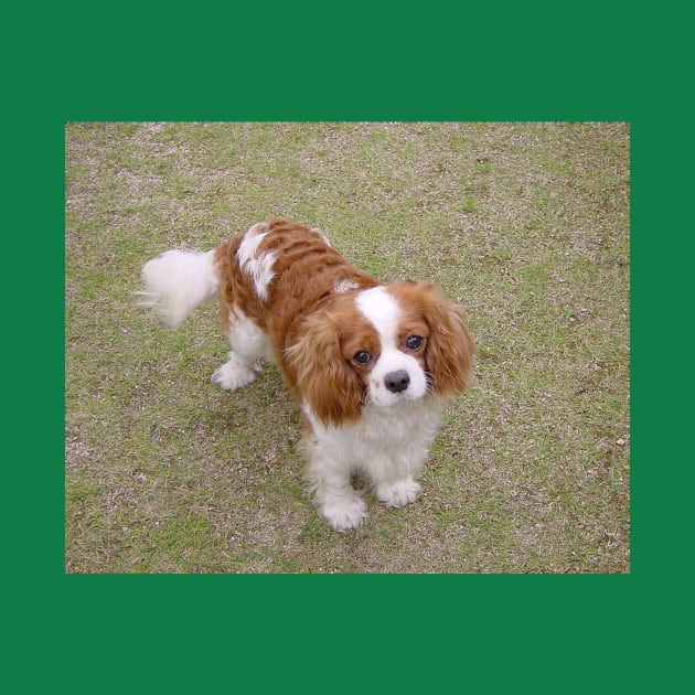 cavalier king charles spaniel blenheim full by Wanderingangel