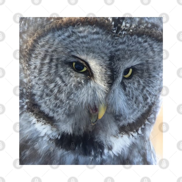 Great Gray Owl by Jim Cumming