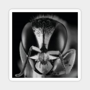 realistic image Of the Bee - macro head detail Magnet