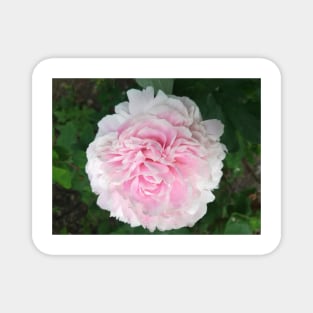 Pale pink Peony photograph Magnet