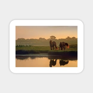 Wild Horse Pair Grazing At Assateague Island National Seashore Magnet