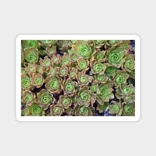 Tiny Succulents! Magnet