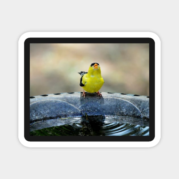 thirsty goldfinch... Magnet by LaurieMinor