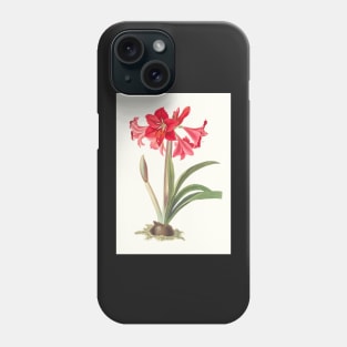 Hardy Amaryllis - botanical illustration Phone Case