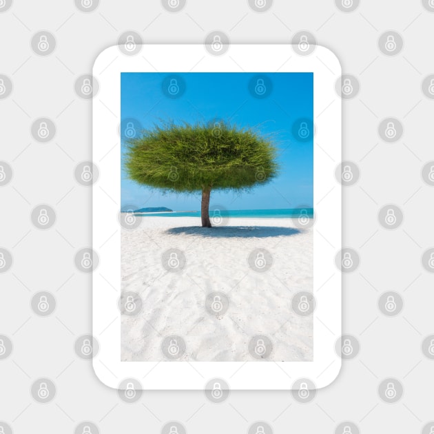 Single tree on tropical beach Magnet by All About Nerds