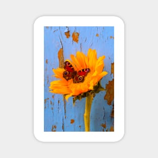 Butterfly Resting On Sunflower With Blue Wall Magnet