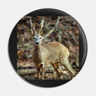 Roe buck in the forest Pin