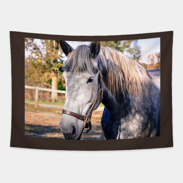 Equine Greeting Tapestry by Colette22