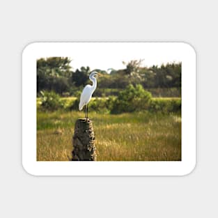 Egret Bird on a Tree Stump Florida Magnet