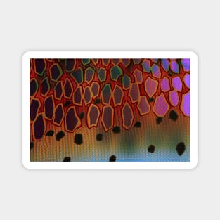 Rainbow Trout Texture Magnet