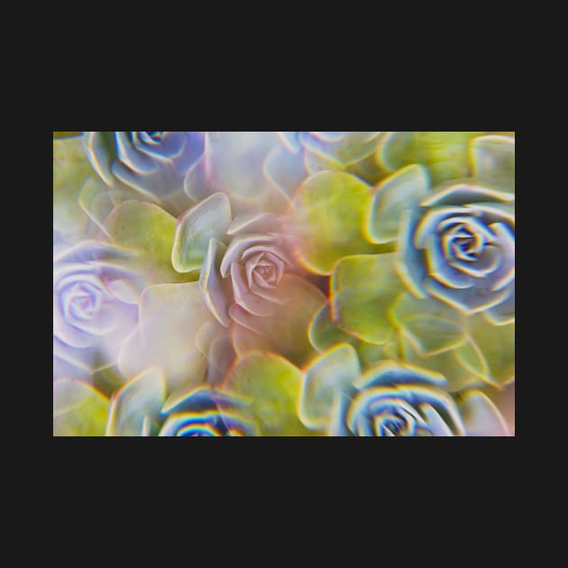 Succulent photographed through prism filter by karinelizabeth