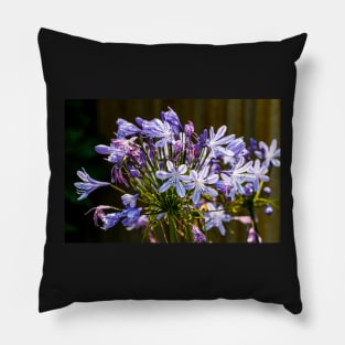 Agapanthus close-up Pillow