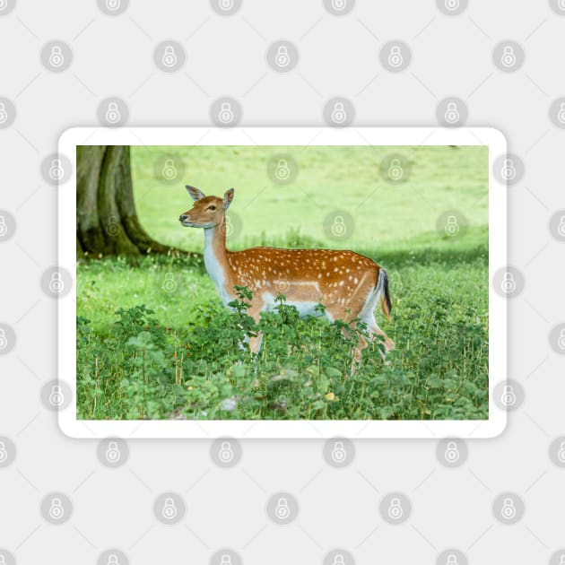 Fallow Deer on the Alert Magnet by dalyndigaital2@gmail.com