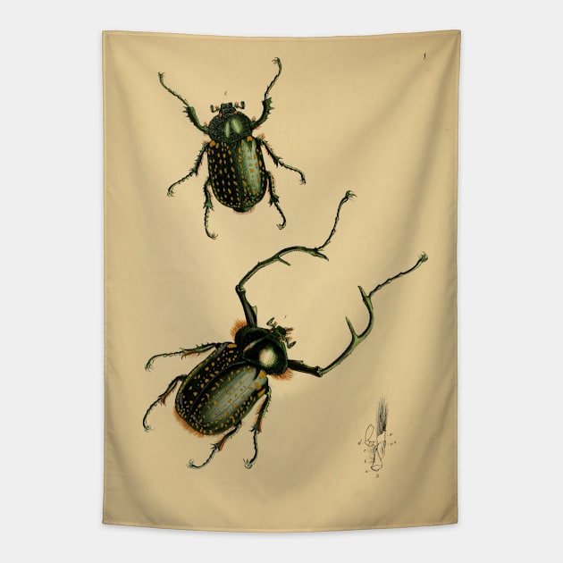 Euchirus Macleah: Stunning Insect Illustration Tapestry by ptMaker