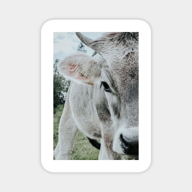 Cow close-up Magnet by Melissa Peltenburg Travel Photography