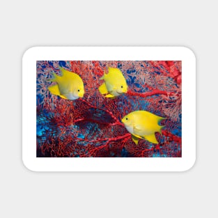 Golden damselfish (Z605/0772) Magnet