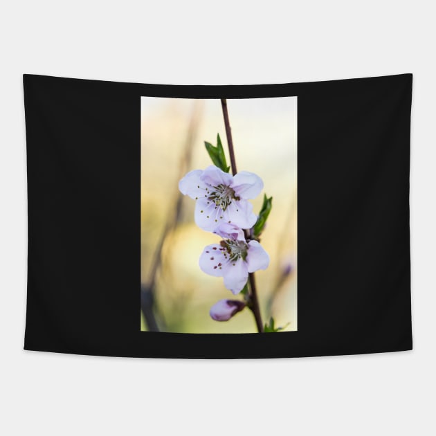 Fruit tree blossoms in spring Tapestry by nobelbunt