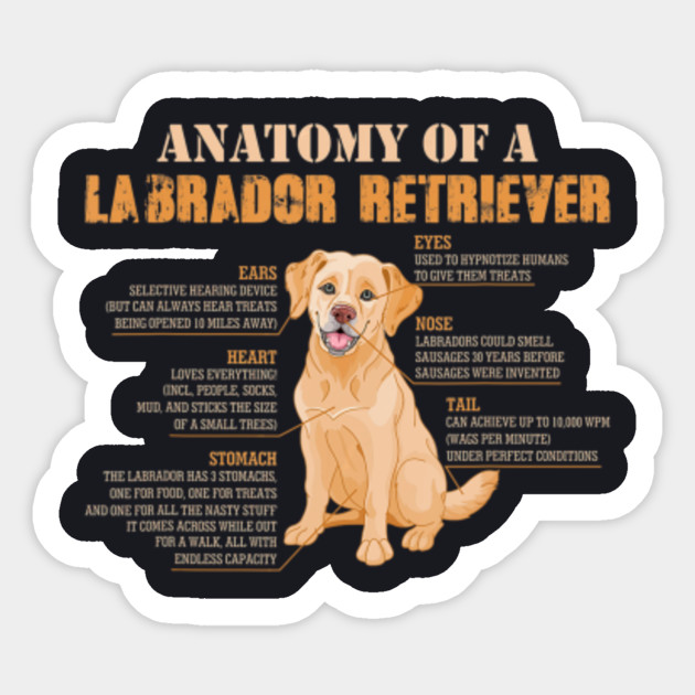 all breeds available labrador dog walking t shirt