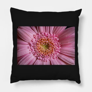 Pink Gerbera Close-up Pillow