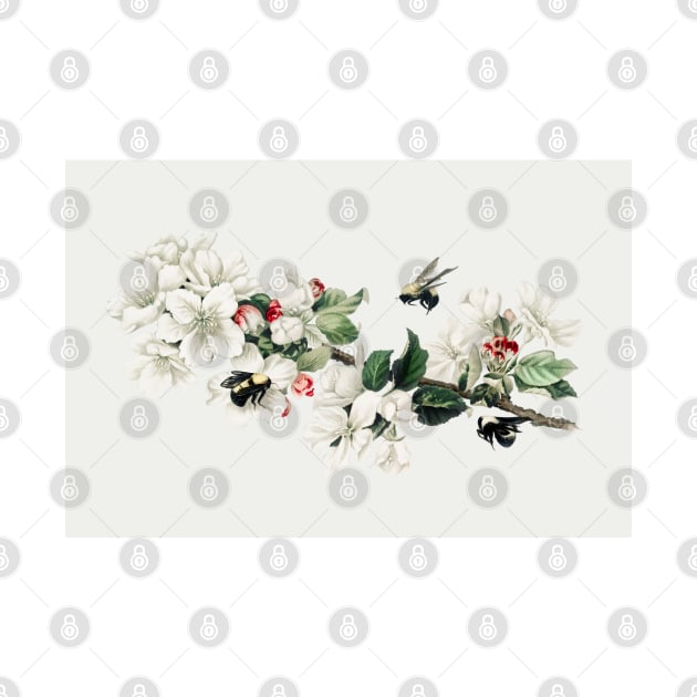 Vintage apple blossom illustration in a Christmas card by Oldetimemercan