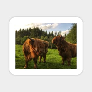 Scottish Highland Cattle Calves 2010 Magnet