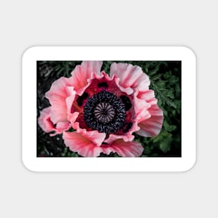 Poppy 2 Magnet