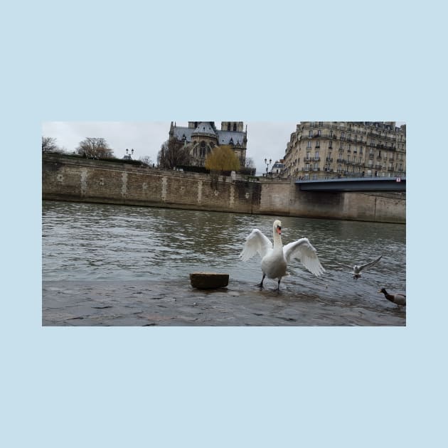 Paris Swans in the River Seine by BlackBeret